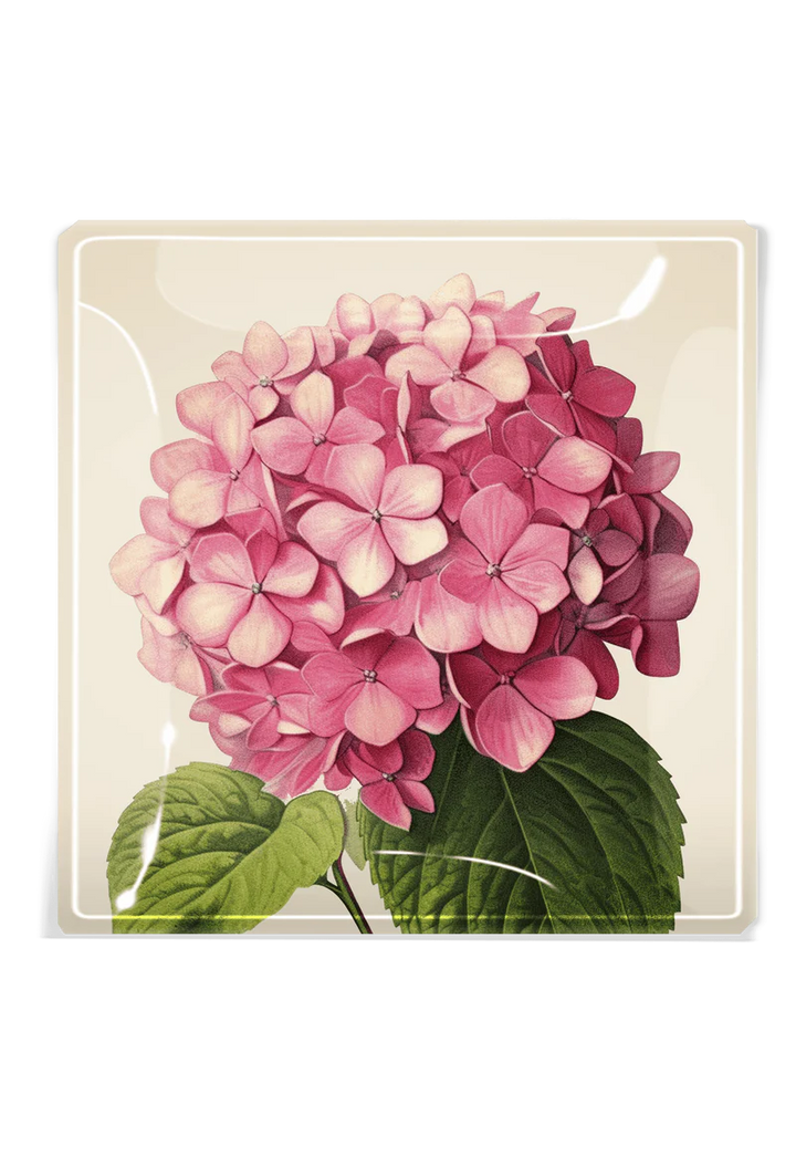 Hydrangea Mac Dish