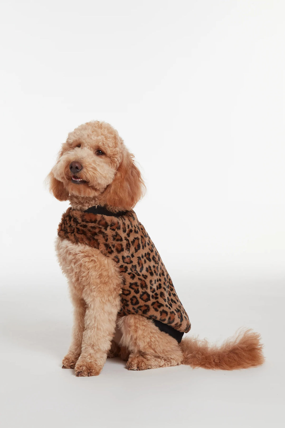 Carter Pet Vest - Leopard