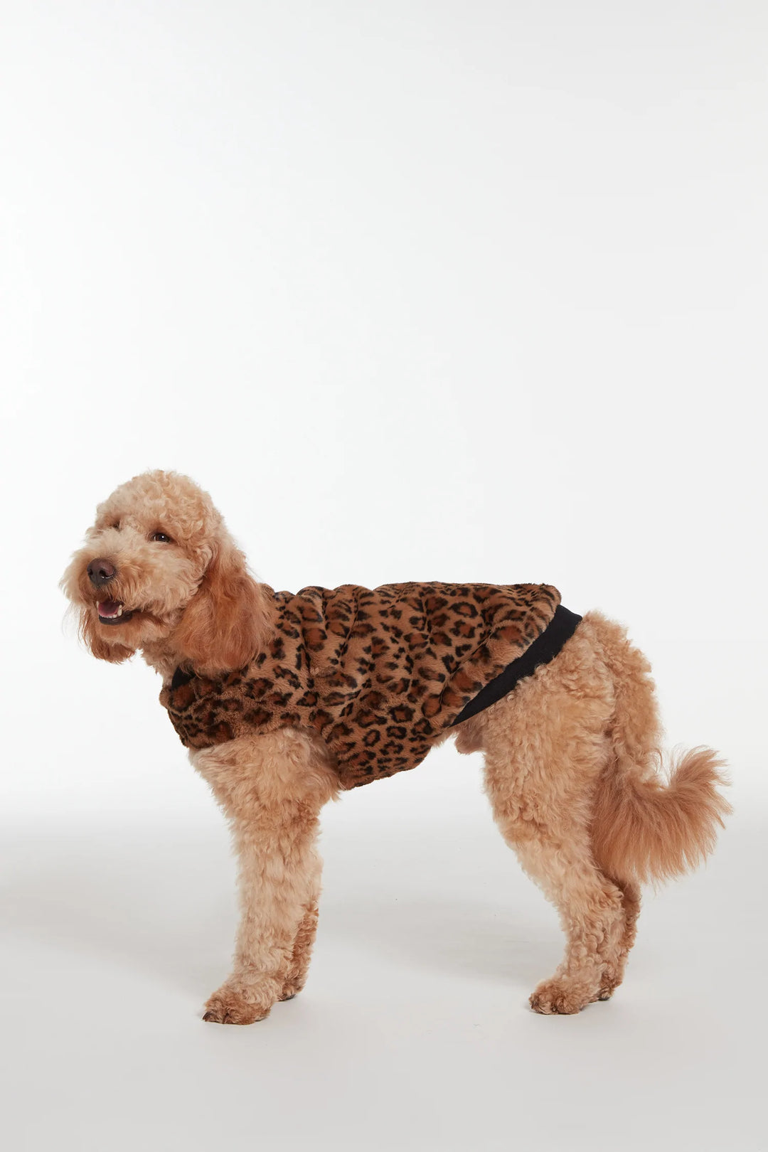 Carter Pet Vest - Leopard