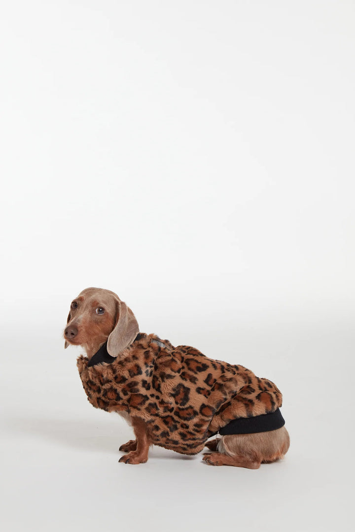 Carter Pet Vest - Leopard