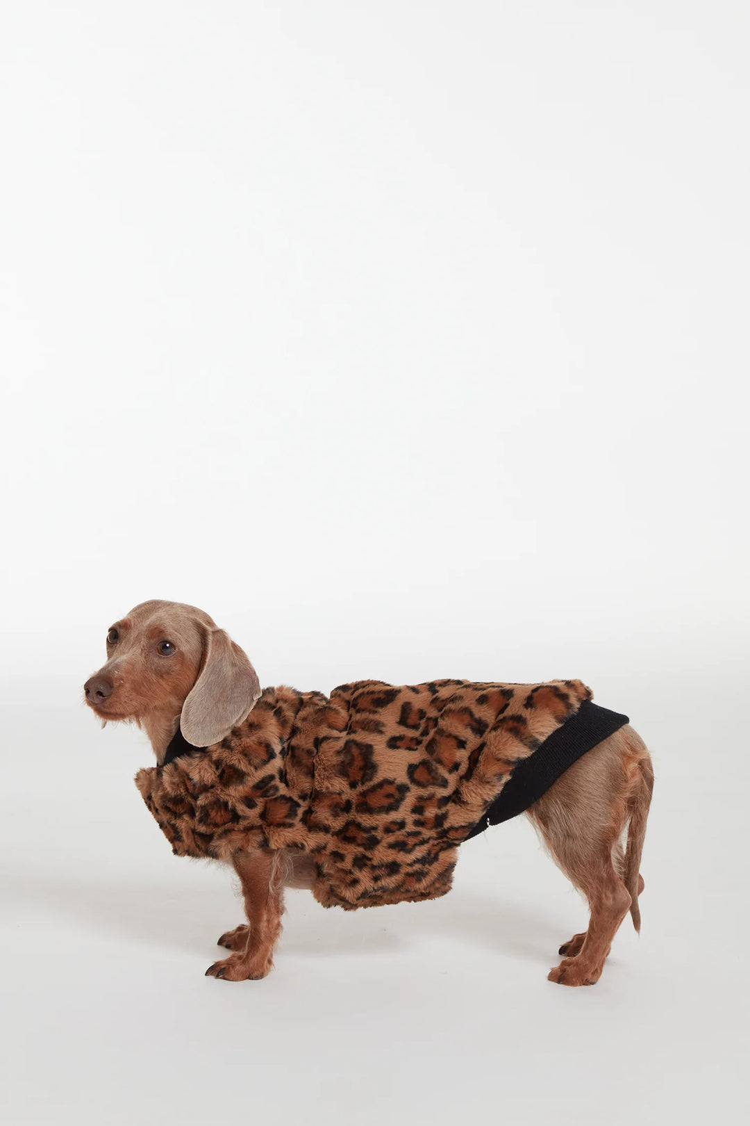 Carter Pet Vest - Leopard